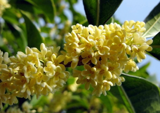 清香飘逸的桂花 盆栽桂花如何养:不干不浇,浇则浇透