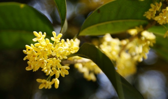 清可绝尘的桂花 盆栽桂花如何养:不干不浇,浇则浇透