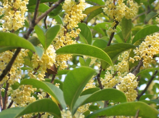 桂花树如何嫁接：桂花树嫁接技术详解