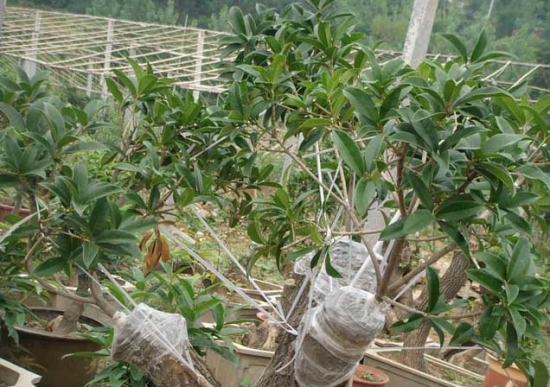 桂花树如何嫁接：桂花树嫁接技术详解