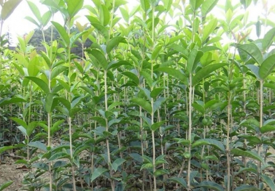 桂花树的栽培技术：喜湿润、光照充足的环境，忌积水