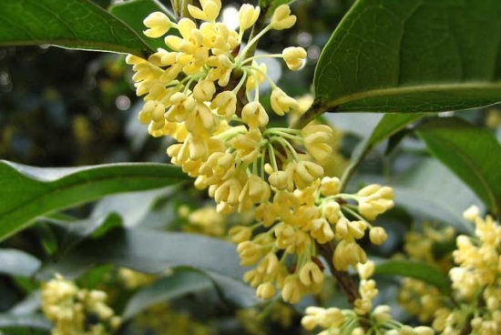 桂花树的栽培技术：喜湿润、光照充足的环境，忌积水