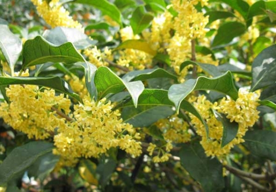 桂花树的栽培技术：喜湿润、光照充足的环境，忌积水