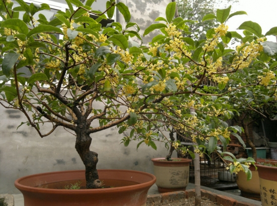 桂花树的栽培技术：喜阳光、好温暖、耐高温、不耐寒