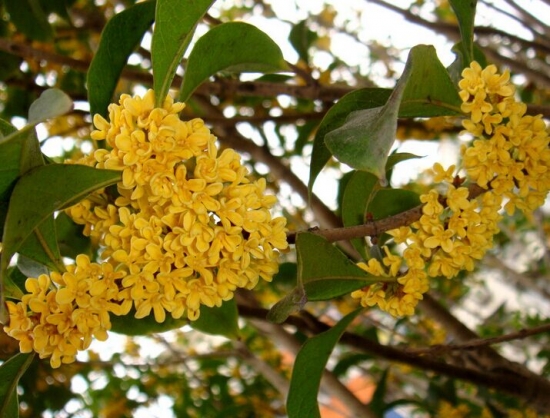 桂花的养殖办法和留意事项：喜欢洁净通风的环境