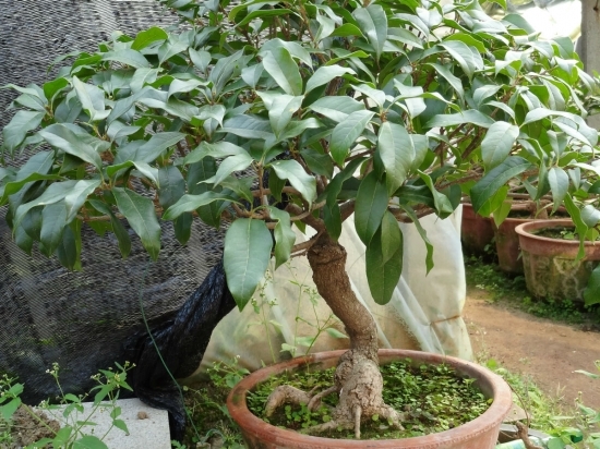 桂花的养殖办法和留意事项：喜欢洁净通风的环境