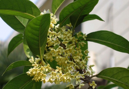 开花热闹的四季桂 四季桂的养殖办法和留意事项:喜温暖湿润气候,不耐严寒