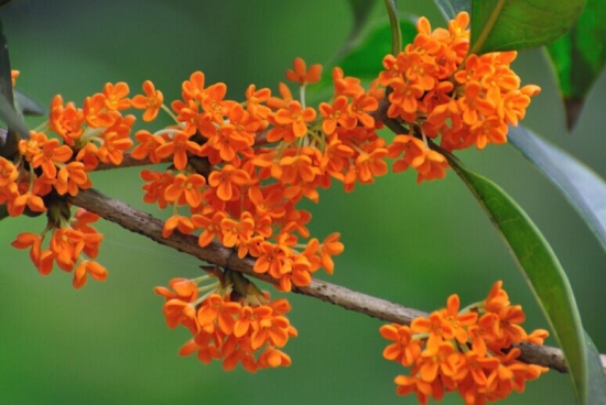 桂花有毒吗：无毒,可观赏可食用