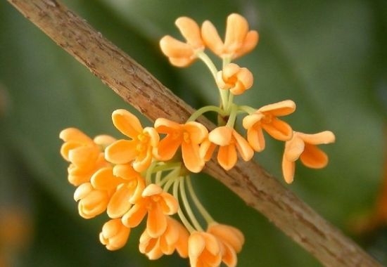 桂花的特点：抗逆性强，可耐高温、寒冷