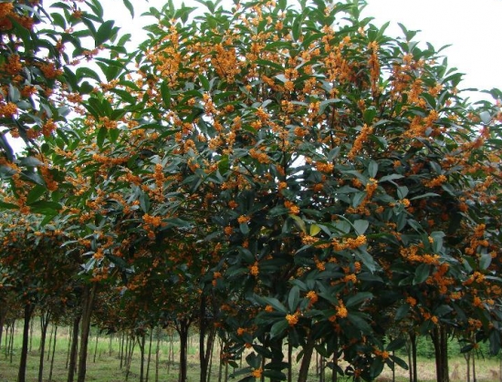 桂花的特点：抗逆性强，可耐高温、寒冷