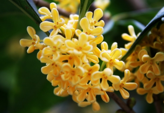 桂花的资料：介绍桂花的具体特点及应用价值