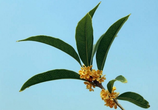 桂花的资料：介绍桂花的具体特点及应用价值