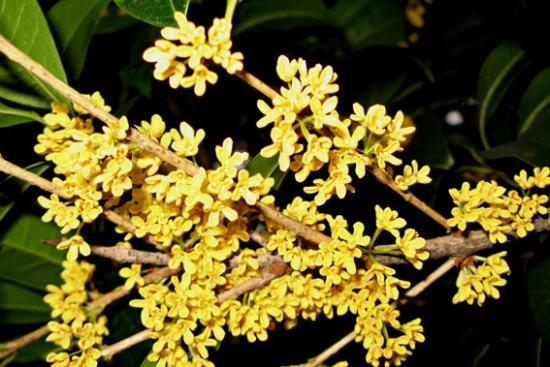 桂花几月开：不同种类开花时间略有不同