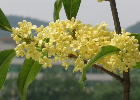 桂花几月开：不同种类开花时间略有不同