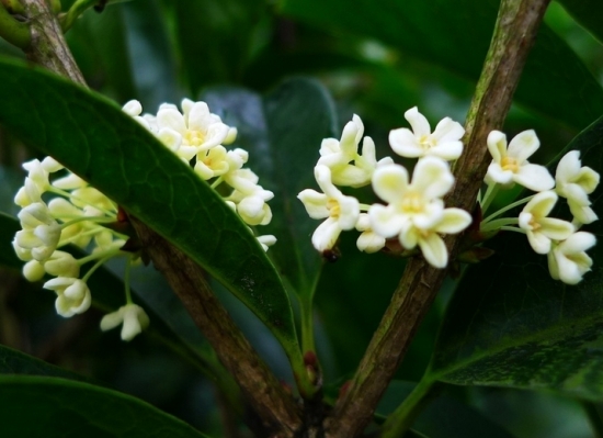桂花几月开：不同种类开花时间略有不同