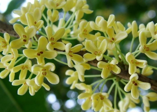 桂花 桂花的功效与作用:桂花酒具有饮之寿千岁的功效