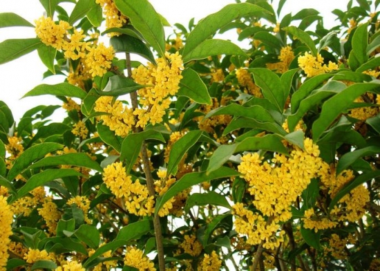 桂花香 桂花的功效与作用:桂花酒具有饮之寿千岁的功效