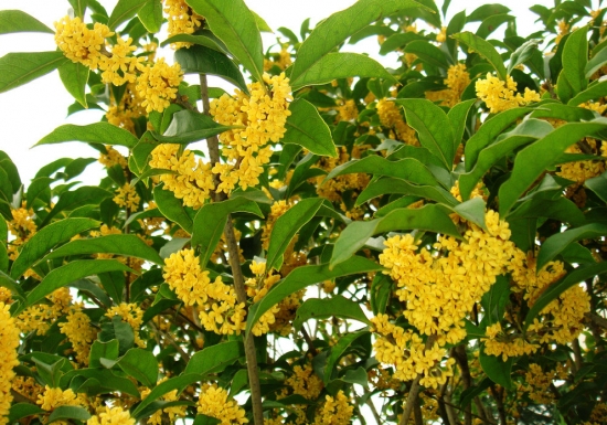 桂花的花期：种类不同,四季均可观赏