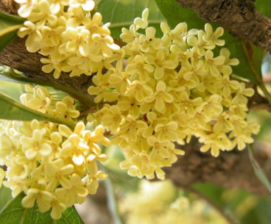 桂花花语：永伴佳人,香满天下