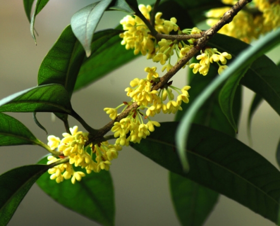 桂花花语：永伴佳人,香满天下