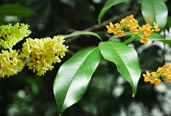 桂花树的价格：不同种类价格也不同,苗龄越大价格越高