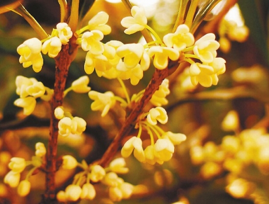 桂花树的价格：不同种类价格也不同,苗龄越大价格越高