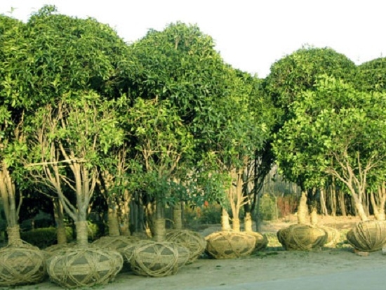 桂花树的价格：不同种类价格也不同,苗龄越大价格越高