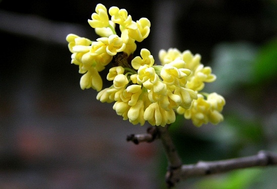 桂花树的价格：不同种类价格也不同,苗龄越大价格越高