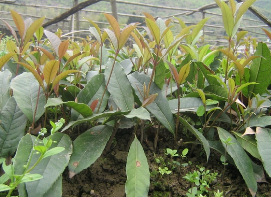 桂花应如何科学繁殖