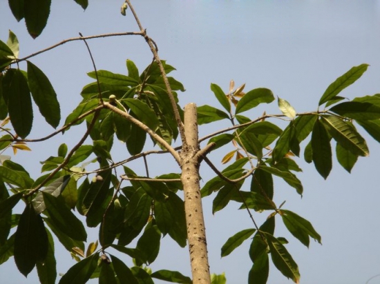 桂花应如何科学修剪整形