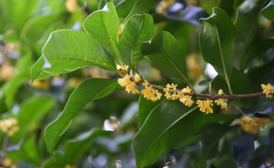 冬季应如何避免桂花严重落叶