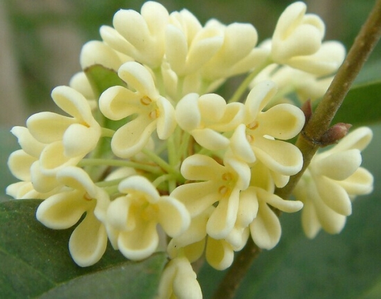 如何让桂花年年开花