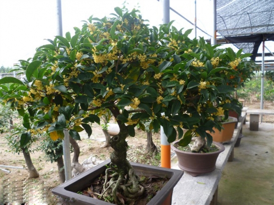 如何使桂花开花多、香味浓