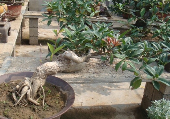 养护良好的桂花 阳台上的盆栽桂花应如何养护