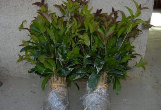 幼年桂花树应如何科学管理