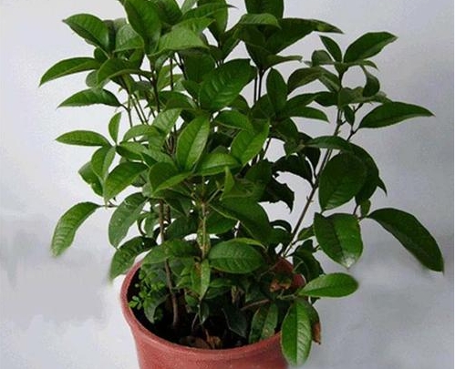 盆栽桂花应如何科学管理