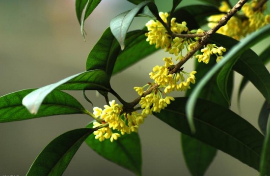 迷人的桂花 如何靠接桂花
