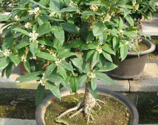桂花树 盆栽 如何修剪才能使盆栽桂花树冠丰满