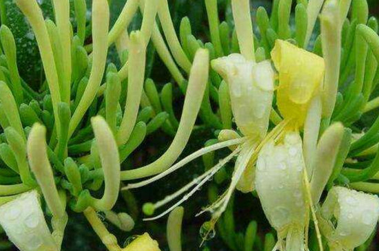 金银花如何修剪视频