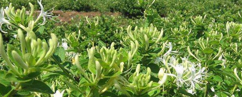 金银花和金银木什么关系