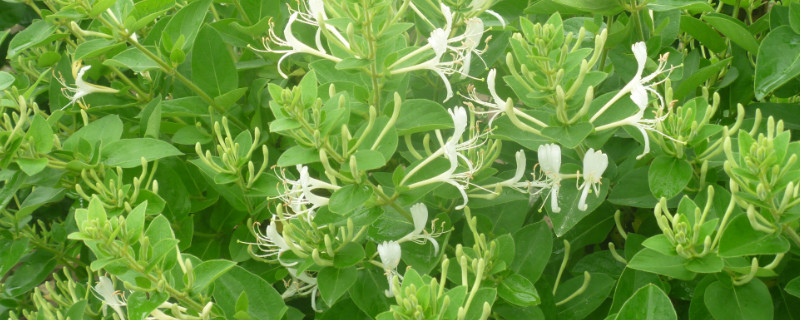 金银花如何判断死了