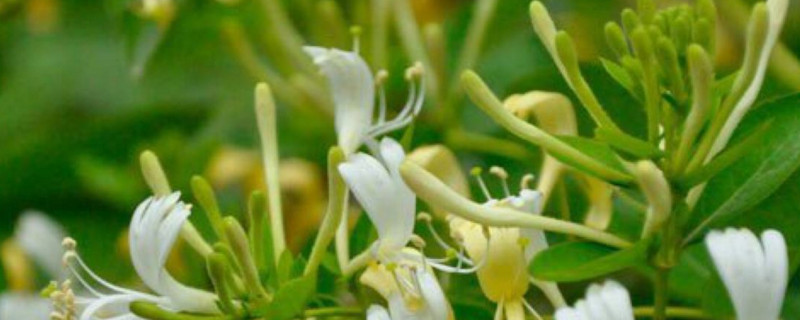 金银花黄叶掉叶是如何回事