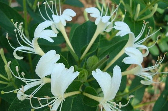 金银花黄叶掉叶是如何回事