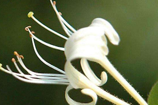 金银花黄叶掉叶是如何回事