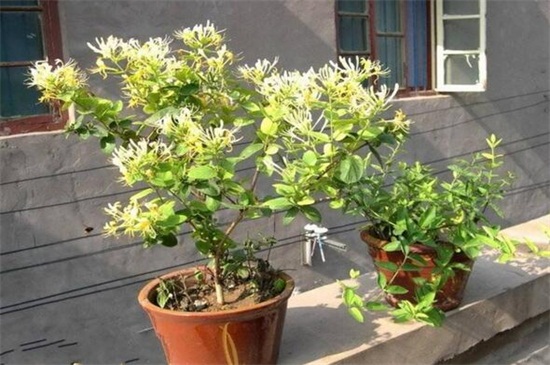 金银花苗价格，大约0.5～2元价格不等