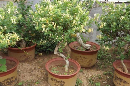 金银花苗价格，大约0.5～2元价格不等