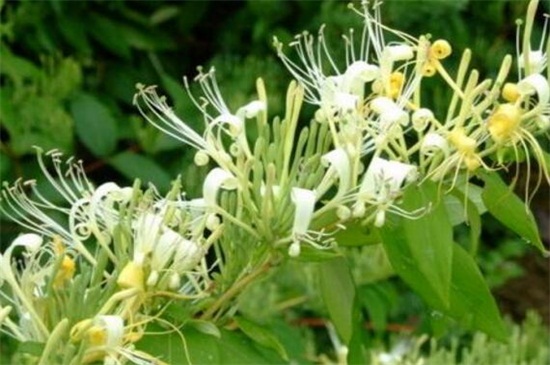 金银花苗价格，大约0.5～2元价格不等