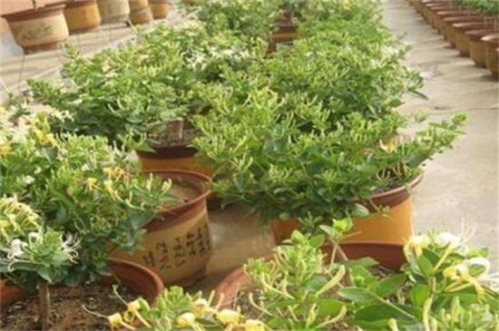 金银花苗价格，大约0.5～2元价格不等