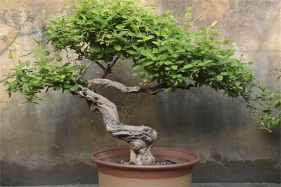 金银花盆景如何养