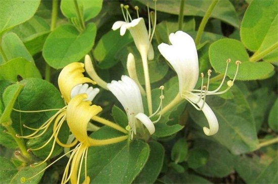 金银花盆景如何养